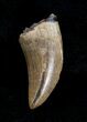 Inch Albertosaurus Tooth - Montana #3855-1
